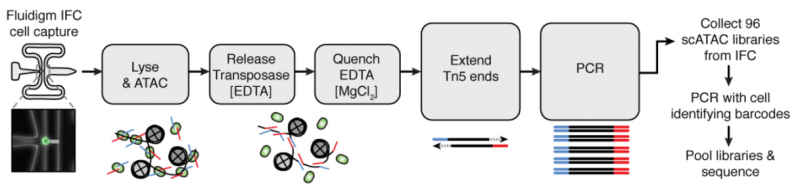 单细胞 ATAC 测序实验流程整合图