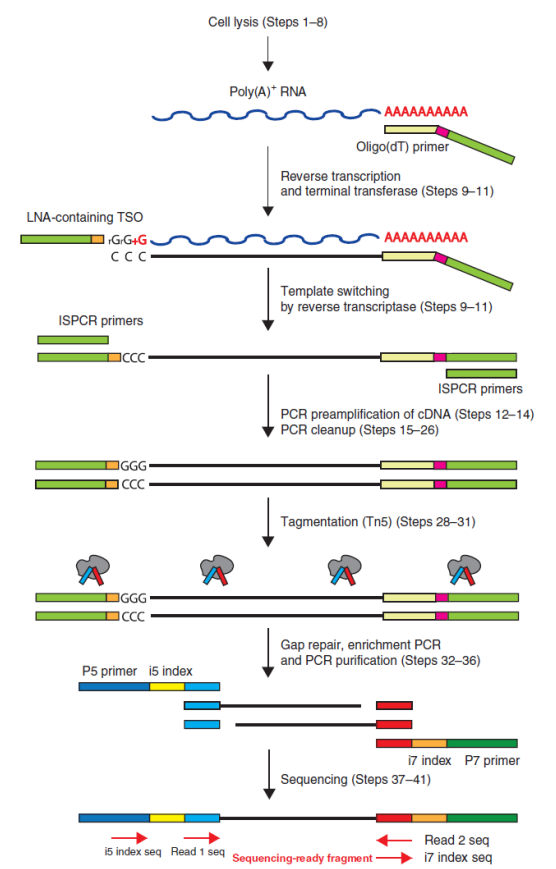 QY球友会生物单细胞 RNA 测序服务 SMART-seq2 技术原理