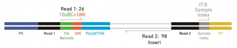 10X Genomics 3’gene expression 文库示意图