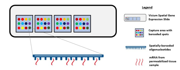 Visium Spatial Gene Expression Solution 原理图