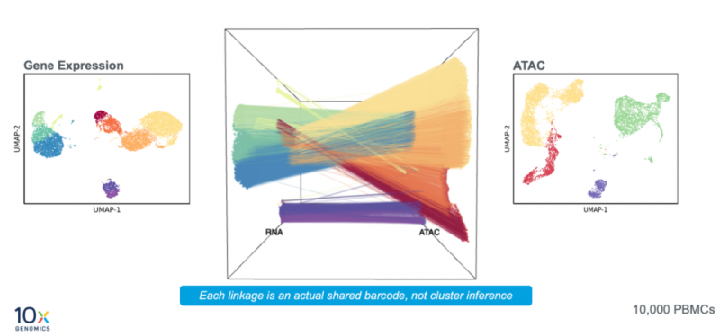 Chromium 单细胞多组学 ATAC + 基因表达