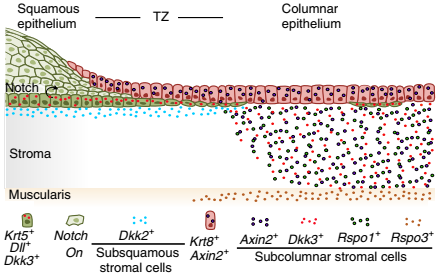 过渡区不同上皮谱系和组织微环境的示意图