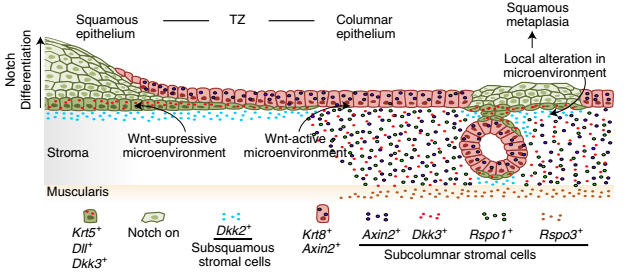 移行区和鳞状化生期间的两种上皮谱系和 Wnt-Notch 微环境