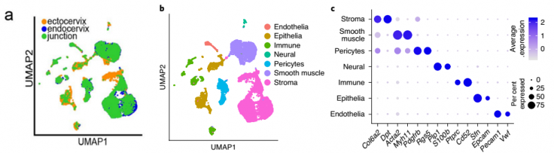 健康小数的宫颈内膜、宫颈外和过渡区组织的单细胞测序结果