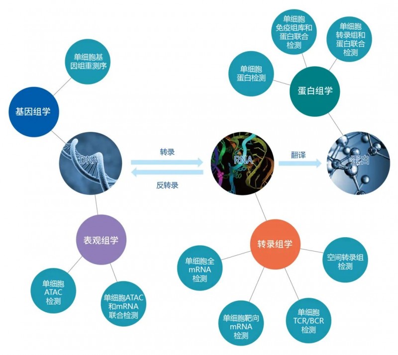 QY球友会生物时空组学服务一览图