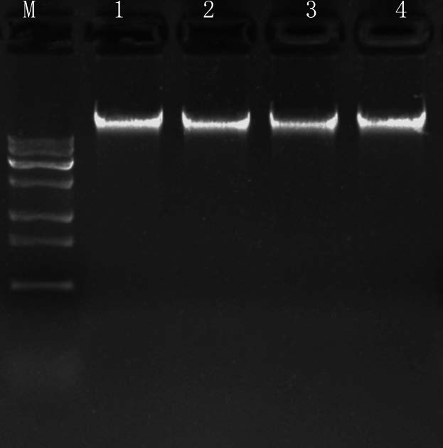 53